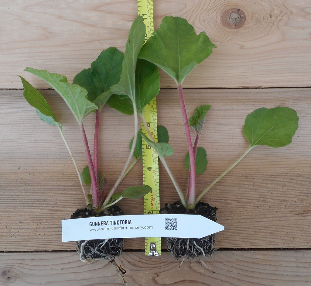 gunnera plant seeds Gunnera Tinctoria Plants - Chilean rhubarb