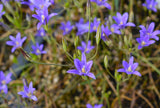 Harvest Brodiaea (Brodiaea elegans) Nectar and Pollen for Bees and Butterflies