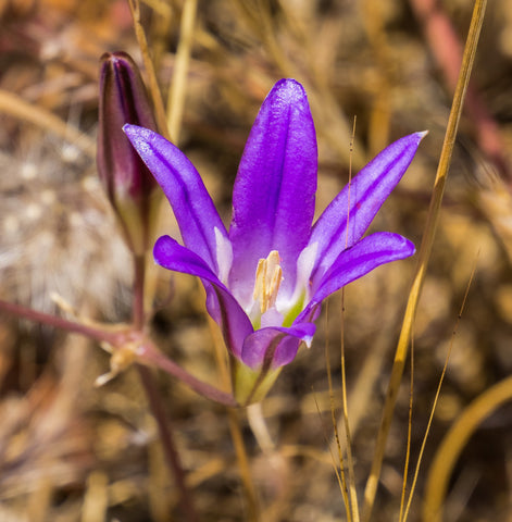 Harvest Brodiaea (Brodiaea elegans) Nectar and Pollen for Bees and Butterflies