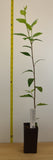 Heritage River Birch - peeling, salmon-white bark