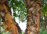 Heritage River Birch - peeling, salmon-white bark