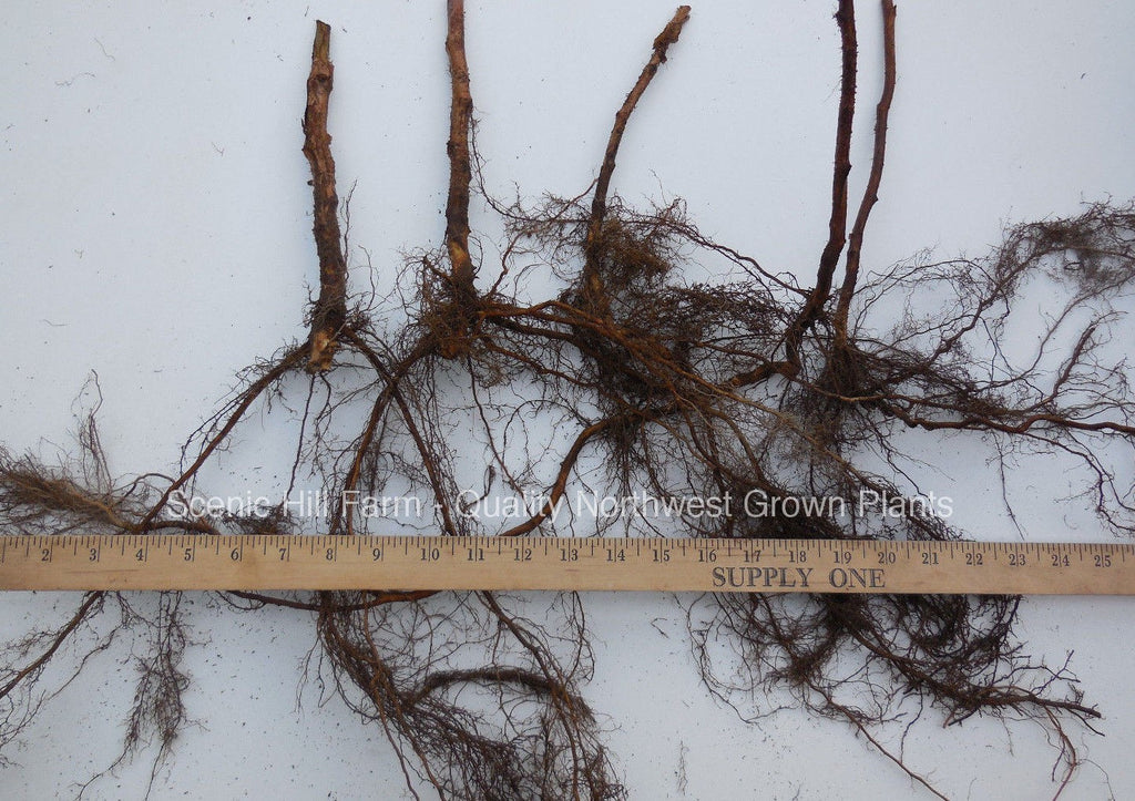 Baby Raspberry Root Prelude Early Season Red Raspberry Bare Root Canes - Huge 2 Year ...