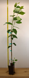 Heritage River Birch - peeling, salmon-white bark