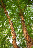 Heritage River Birch - peeling, salmon-white bark