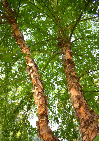 Heritage River Birch - peeling, salmon-white bark