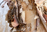 Heritage River Birch - peeling, salmon-white bark
