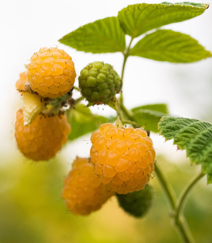 Honey Queen Raspberry - Potted Plants -Thrives in USDA zones 3 to 8 - Sweet, honey-flavored berries