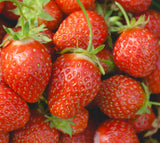 Bare Root Hood Strawberry Plants - Fall and Spring Shipping - The Sweetest June Bearing