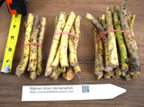Horseradish Crowns / Roots / Plants - Easy To Grow - Hot, Vigorous, & Productive