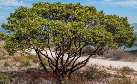 Manzanita - Arctostaphylos densiflora 'Howard McMinn' - Hedge, Specimen, Bonsai