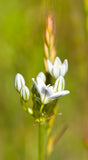 Hyacinth Brodiaea (Triteleia hyacinthina) Nectar and Pollen for Bees and Butterflies