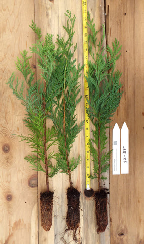 Incense Cedar Tree (Calocedrus decurrens)  - Seedling -Ships rooted in soil