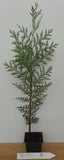 Incense Cedar Trees - Potted - 20-30” Tall in 3 1/2 Inch Pots