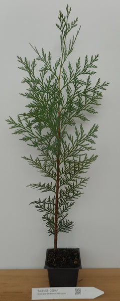 incense in plant pots Incense Cedar Trees - Potted