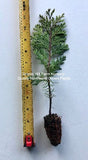 Incense Cedar Tree (Calocedrus decurrens)  - Seedling -Ships rooted in soil