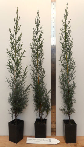 Italian Cypress  (Cupressus sempervirens) - 12-20 Inch Tall Potted Trees