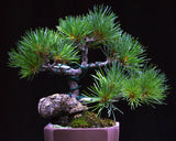 Japanese Black Pine Seedlings - 2 Sizes - Live Potted Trees