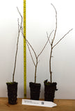 Japanese Zelkova (Zelkova serrata) - Specimens, Urban Street Trees, Bonsai