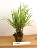 Japanese Forest Grass Plants -  Hakonechloa macra 'aureola' golden-variegated, 'all gold' and lime zest