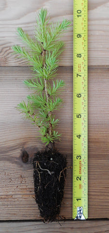 Japanese Larch (Larix kaempferi) - Bonsai or Landscape 5 - 10 inches tall