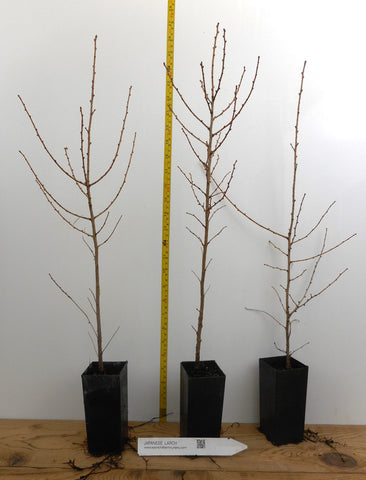japanese larch bonsai tree Japanese Larch (Larix kaempferi) - Potted
