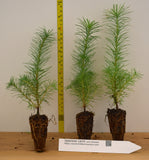 Japanese Larch (Larix kaempferi) - Bonsai or Landscape 5 - 10 inches tall