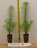 Japanese Larch (Larix kaempferi) - Bonsai or Landscape 5 - 10 inches tall