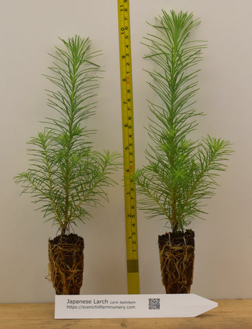 Japanese Larch (Larix kaempferi) - Bonsai or Landscape 5 - 10 inches tall