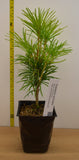 Japanese Umbrella Pine (Sciadopitys verticillata) -Highly prized for its prehistoric look.