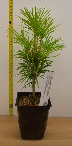 Japanese Umbrella Pine (Sciadopitys verticillata) -Highly prized for its prehistoric look.