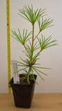 Japanese Umbrella Pine (Sciadopitys verticillata) -Highly prized for its prehistoric look.