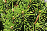 Japanese Umbrella Pine (Sciadopitys verticillata) -Highly prized for its prehistoric look.