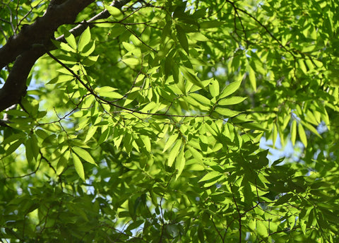 Japanese Zelkova (Zelkova serrata) - Specimens, Urban Street Trees, Bonsai