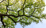 Japanese Zelkova (Zelkova serrata) - Specimens, Urban Street Trees, Bonsai