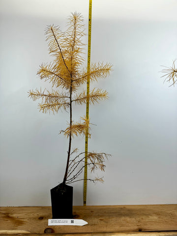 Japanese Larch (Larix kaempferi) - Potted