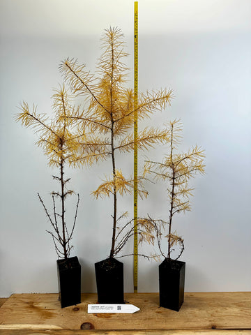 larix bonsai tree Japanese Larch (Larix kaempferi) - Potted