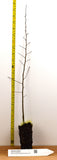 Japanese Zelkova (Zelkova serrata) - Specimens, Urban Street Trees, Bonsai