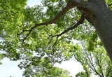 Japanese Zelkova (Zelkova serrata) - Specimens, Urban Street Trees, Bonsai