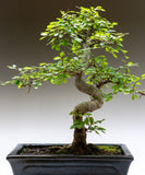 Japanese Zelkova (Zelkova serrata) - Specimens, Urban Street Trees, Bonsai