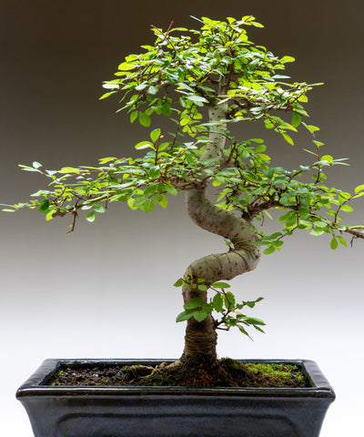 japanese zelkova bonsai tree Japanese Zelkova (Zelkova serrata)