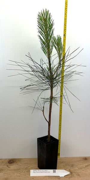 Jeffrey Pine - 14-20 inch potted tree - Landscape, Woodland or