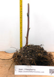 Joan J Thornless Ever Bearing Red Raspberry Canes -  Semi Dormant and Semi Bare Root Plants