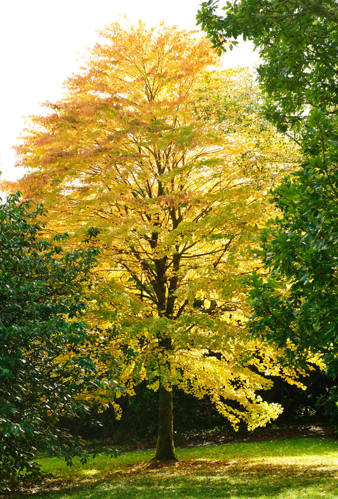 Katsyra Tree Katsura Tree - 15-20 Inch Potted Tree – Scenic Hill Farm Nursery