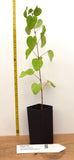 Katsura Tree - 15-20 Inch Potted Tree