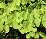 Katsura Tree - 15-20 Inch Potted Tree