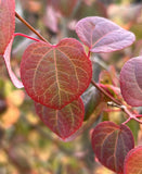 Katsura Tree - 15-20 Inch Potted Tree