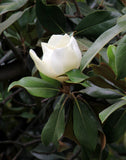 'Kay Parris'  Evergreen Southern Magnolia. 20-28 inch tall - Very fragrant flowers from May to September.