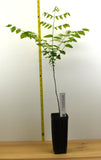 Kentucky Coffee Tree - Gymnocladus dioicus- USDA Zones 3–8