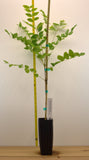 Kentucky Coffee Tree - Gymnocladus dioicus- USDA Zones 3–8