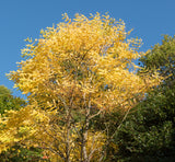 Kentucky Coffee Tree - Gymnocladus dioicus- USDA Zones 3–8